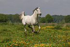 arabian horse