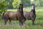 arabian horses