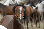 arabian horses