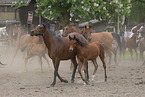 arabian horses