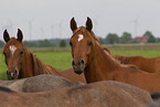 arabian horses