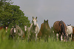 arabian horses