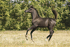 arabian horse foal