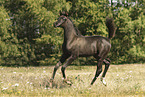 arabian horse foal