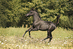 arabian horse foal