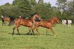 arabian horse mares