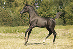 arabian horse foal