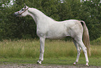 arabian horse mare