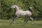 arabian horse mare