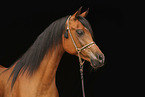 arabian horse mare