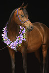 arabian horse mare