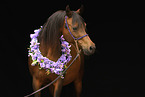 arabian horse mare