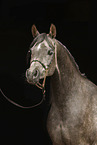 arabian horse mare