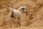 arabian horse mare