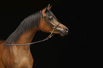 arabian horse mare