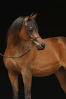 arabian horse mare