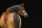 arabian horse mare