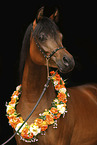 arabian horse mare