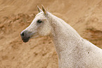 arabian horse mare