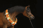 arabian horse mare