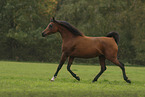 arabian horse mare