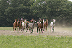 arabian horse mares