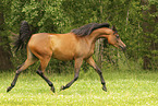 arabian horse mare