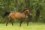 arabian horse mare