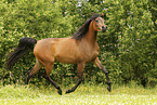 arabian horse mare