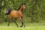 arabian horse mare