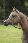 arabian horse mare