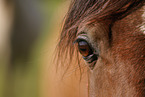 arabian horse mare eye