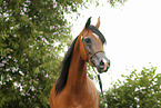 arabian horse mare