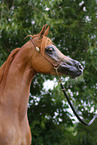 arabian horse mare