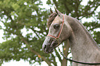 arabian horse mare