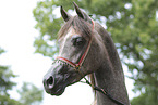 arabian horse mare