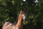 arabian horse mare