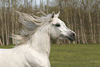 arabian horse mare