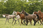 arabian horse mares