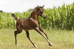 arabian horse foal