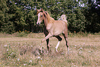 arabian foal