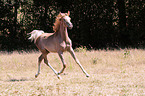 arabian foal