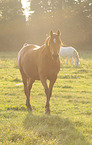 arabian stallions