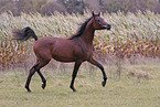 arabian foal