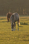 arabian stallions