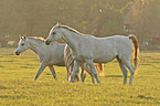 arabian stallions