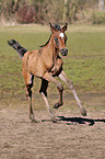 arabian foal