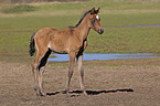 arabian foal