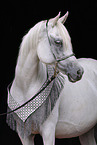 arabian stallion