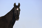 Arabian horse